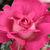 Rózsaszín - Teahibrid rózsa - Baronne E. de Rothschild